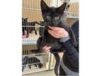 Adopt Fester a Bombay, Domestic Short Hair