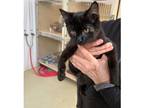 Adopt Pugsley a Bombay, Domestic Short Hair