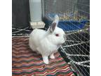 Adopt Beamer a Bunny Rabbit