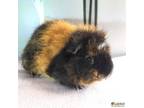 Adopt Vindaloo (bonded to Samosa) a Guinea Pig