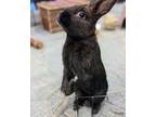 Adopt Dalton a Bunny Rabbit