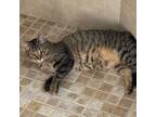 Adopt Turbo a Domestic Short Hair