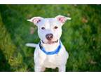 Adopt Atlas a Pit Bull Terrier