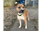 Adopt Jasper a Pit Bull Terrier