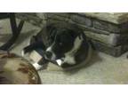Adopt Otis or nickname "OT" a American Staffordshire Terrier
