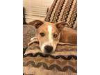 Adopt Neville a American Staffordshire Terrier, Husky