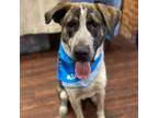 Adopt Beau3 a Plott Hound, Great Dane