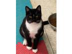 Adopt Bo a Domestic Short Hair