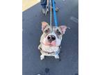 Adopt Sully a Pit Bull Terrier