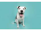 Adopt Marty a American Staffordshire Terrier, Pit Bull Terrier