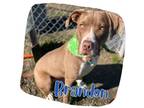 Adopt Brandon a Labrador Retriever, Pit Bull Terrier