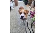 Adopt Henry a Boxer