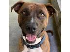 Adopt Archie a Pit Bull Terrier