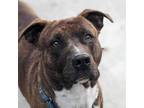 Adopt Archie a Pit Bull Terrier
