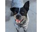 Adopt Bandit a Australian Cattle Dog / Blue Heeler