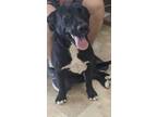 Adopt Leo a Black Labrador Retriever