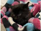 Batgirl Domestic Mediumhair Kitten Female