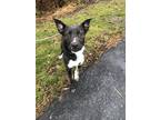 Nala Border Collie Adult Female