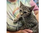 Disney Prince & Princess - Ariel Domestic Shorthair Young Female