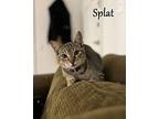 Splat Domestic Shorthair Kitten Male