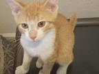 Philip J. Fry Domestic Shorthair Kitten Male