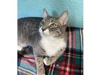 Paws Domestic Shorthair Young Female