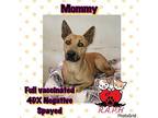 Mommy Black Mouth Cur Young Female