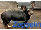 Zeppelin Dachshund Adult Male