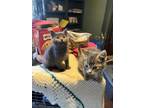 Jill B Domestic Shorthair Kitten Female