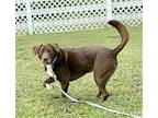 2310-1668 Kermit Labrador Retriever Adult Male