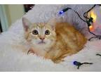 Pine Domestic Shorthair Kitten Male