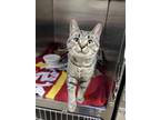 Tucker Domestic Shorthair Young Male