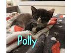 Polly Domestic Longhair Kitten Female