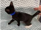 Farfalle Domestic Shorthair Kitten Male