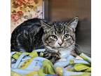 Homer - Working Cat Domestic Shorthair Kitten Male