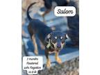 Salem Miniature Pinscher Puppy Male