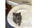 DeeDee Domestic Shorthair Kitten Female