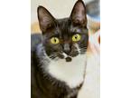 Socks - In Foster Domestic Shorthair Adult Female