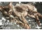 BLACK MALE KITTENS Domestic Longhair Kitten Male