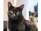 COCOA COOL Domestic Shorthair Adult Female