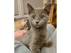 Brie Domestic Shorthair Kitten Female