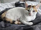 Beatrice - In Foster Domestic Shorthair Kitten Female