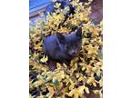 Pepper B Domestic Shorthair Kitten Female