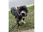 Remmy American Staffordshire Terrier Adult Male