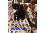 Moonpie Domestic Shorthair Kitten Female