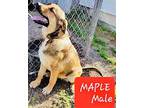 Maple Great Pyrenees Young Male