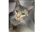 Hastings Domestic Shorthair Young Male
