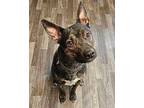 Lyndsey Dutch Shepherd Young Female