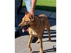 BIBI Carolina Dog Adult Female