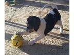 Phoenix Beagle Puppy Male